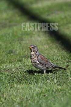 EA348071, Eastpress, Porvoo, Finland